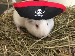 Pirate Casper