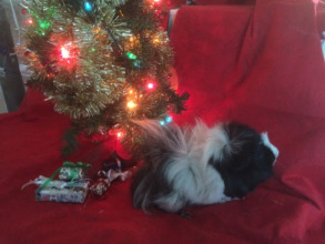 Oreo the guinea pig