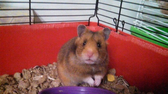 One of the 14 new hamsters