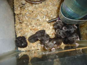 New Hamsters