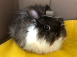 Mister Puff