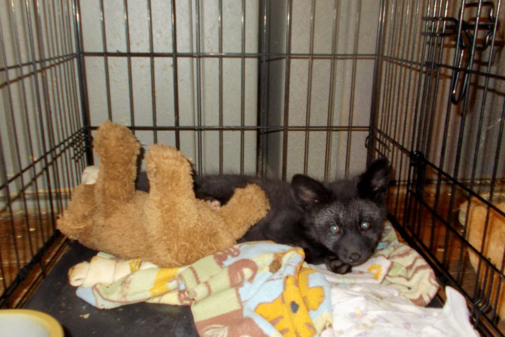 Vixen and her teddy bear