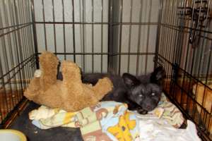 Vixen and her teddy bear