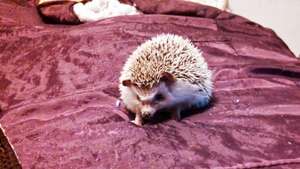 Jelli the hedgehog