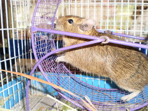 Walnut the degu