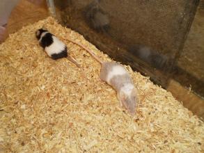 Laverne & Shirley
