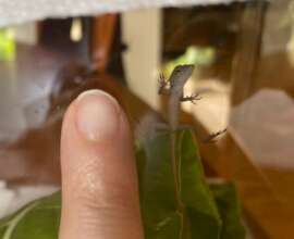 Tiny anole