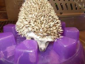 Lucky the hedgehog
