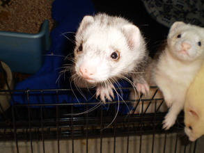 Big Al and Tonto say thanks!