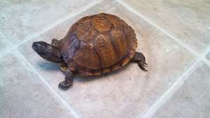 Michelle the box turtle