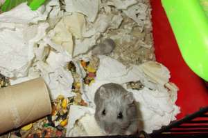 Momma hamster & her baby