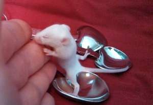 Baby Mousie