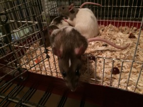 Momma 2, Blaze, & Spot