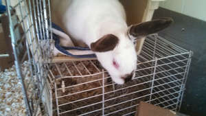 Charlie