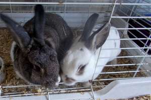 Maggie & Oreo