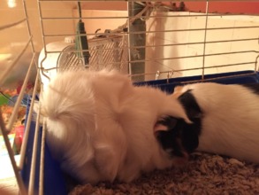 Marshmallow