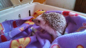 Boomer the hedgehog