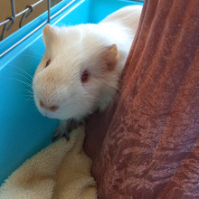 Lou