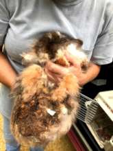 Miss Puff when she came in all filthy and matted