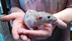 New young ratty Cupcake
