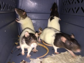 Blanche, Rose, Dorothy & Sophia