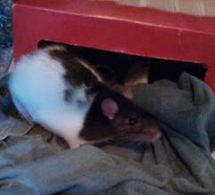 Momma Ratty