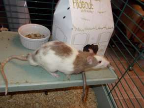 One of the 5 new boy ratties