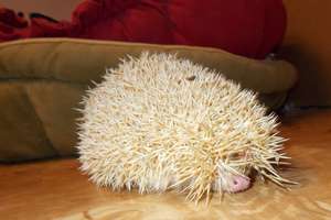 Jim the new hedgehog