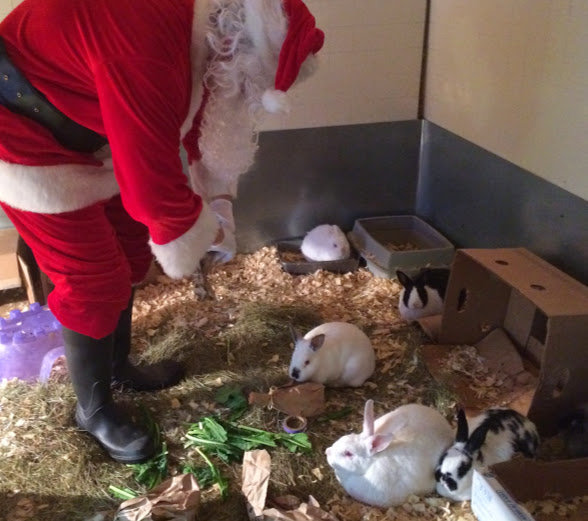 Santa with the bunnies!