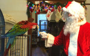 Santa with Jackson the parrot