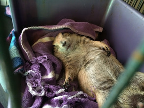 Putt Putt the prairie dog snoozing