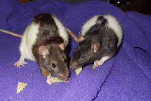 Peanut & Spike