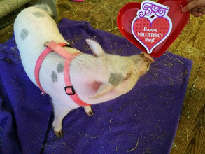 Pearl the piggy