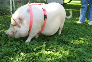 Miss Pearl on a walk