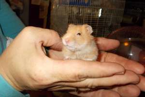 Penelope the baby hamster