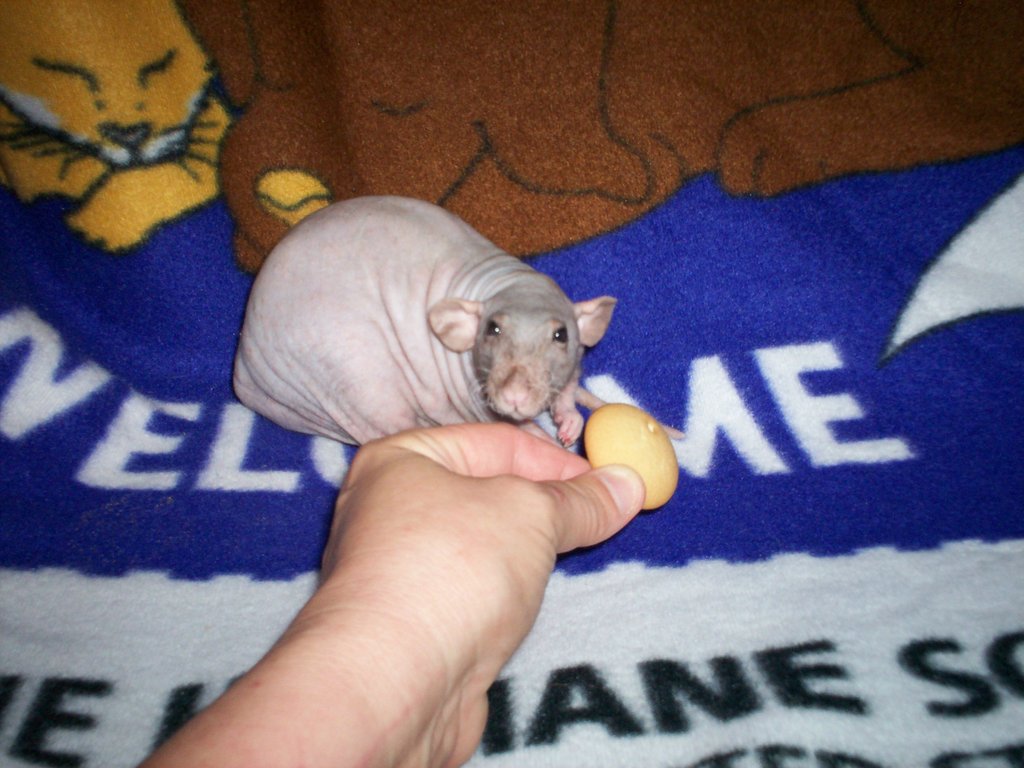 Critter Camp Exotic Pet Sanctuary Rescues MorePets
