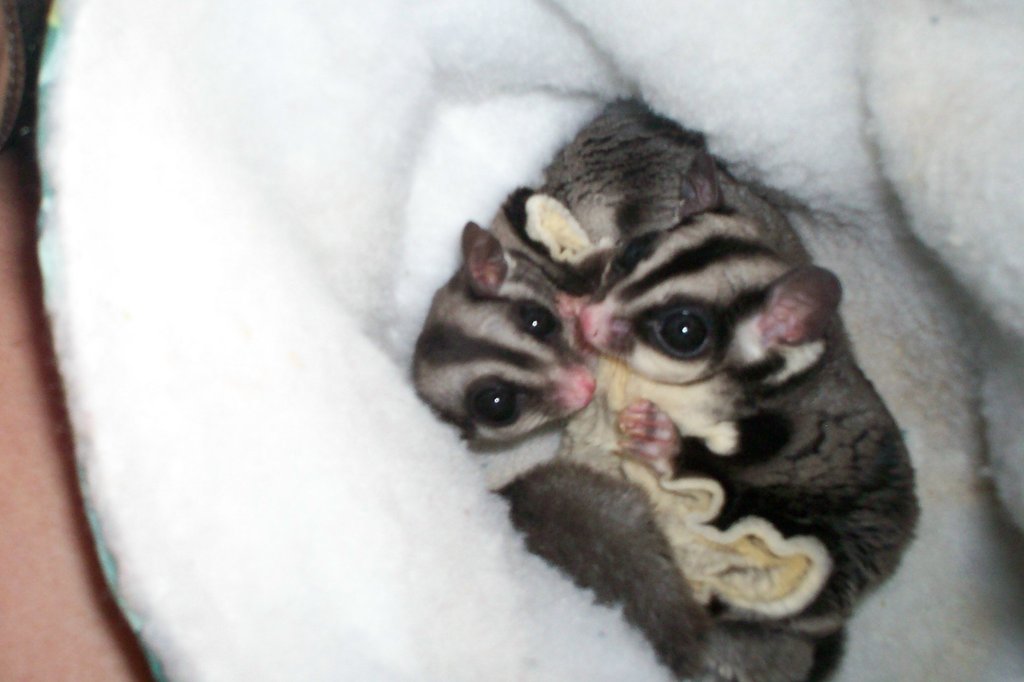 Critter Camp Exotic Pet Sanctuary Rescues MorePets