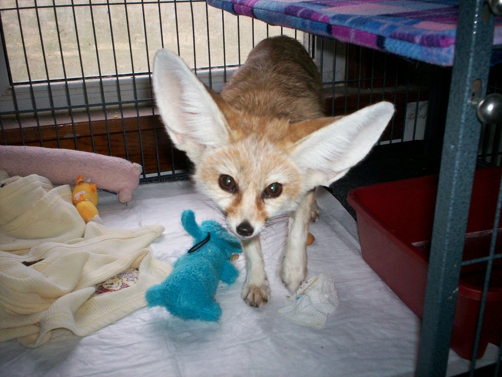 Critter Camp Exotic Pet Sanctuary Rescues MorePets