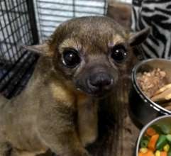 Meeko the Kinkajou