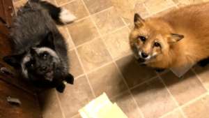 Tod and Zorro the foxes