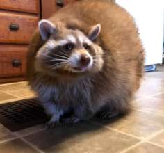Cinnamon the raccoon