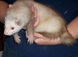 Buddy the ferret