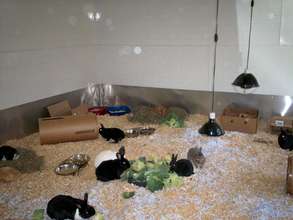 Critter Camp's Free Range Bunny haven
