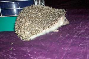 Lucy the hedgehog