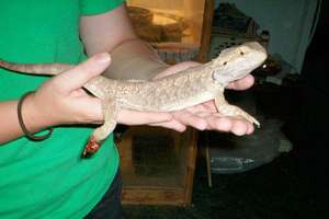Zeddicus the Bearded Dragon