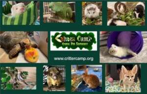 Critter Camp Exotic Pet Sanctuary Rescues MorePets
