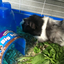 Oreo