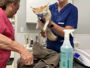 Popeye at the vet
