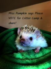 Pumpkin
