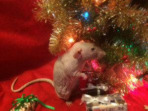 Gus the hairless rat